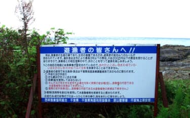 磯での生き物採集の【ルール・マナー・安全対策】を徹底解説 海藻には要注意?