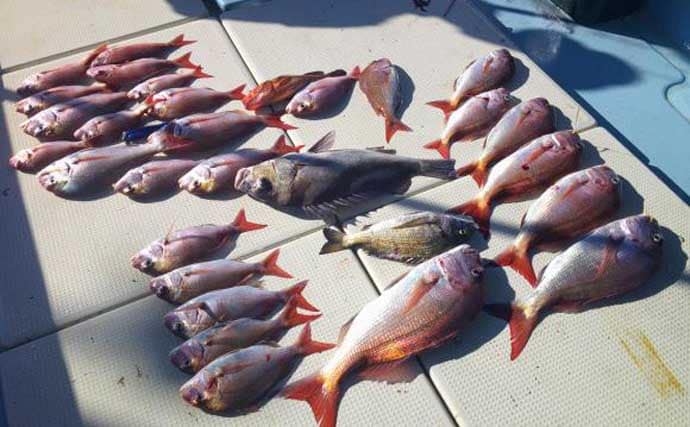 【沖釣り釣果速報】島原沖のタイラバで良型交じりマダイが連発中!(大分・熊本)