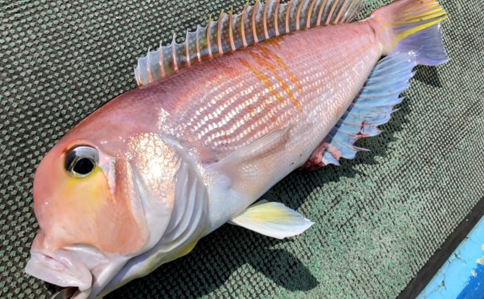 「甘くて美味しい！」は気のせいじゃなかった　本当に甘い魚介たち