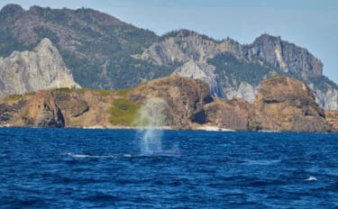 ドローンで＜ザトウクジラのブロー（噴気）＞の回収に成功　39種のウイルスを検出