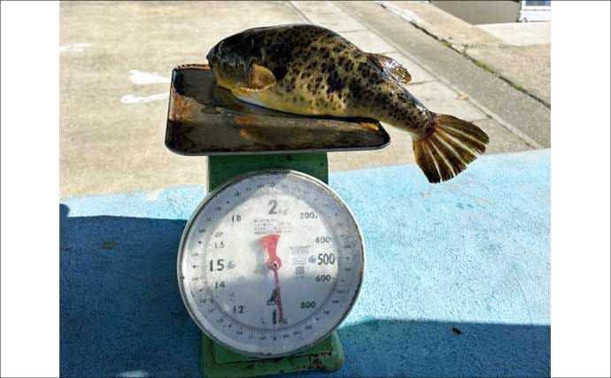 【沖釣り釣果速報】底物五目でアマダイ・オニカサゴ好調！各地でヒラメ＆コウイカも上向き（愛知・静岡）