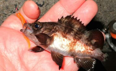 「躍起になって小型メバルを狙ってみた!」 リグ極小化でメバル5匹を手中