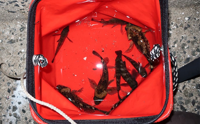 「躍起になって小型メバルを狙ってみた！」 リグ極小化でメバル5匹を手中