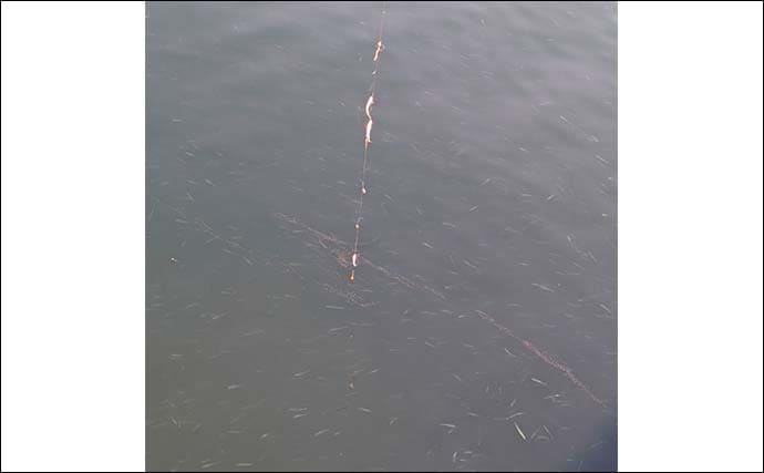 早川港のサビキ釣りでトウゴロウイワシ爆釣！【神奈川】朝イチ1時間で62尾を手中