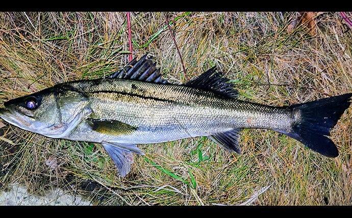 リバーシーバスゲームで62cm頭に良型シーバス3本キャッチ【千葉】流れの変化が肝