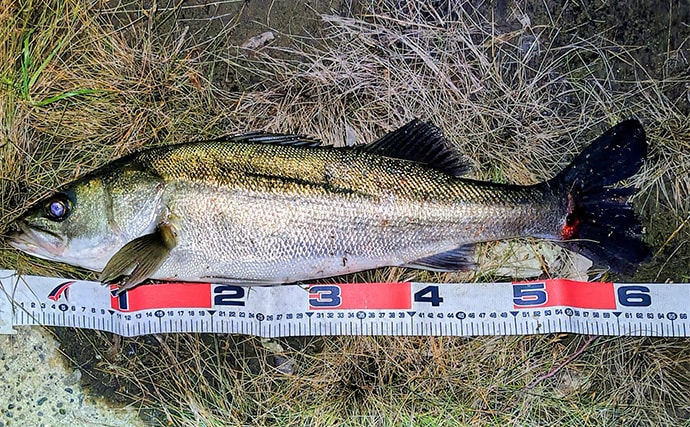 リバーシーバスゲームで62cm頭に良型シーバス3本キャッチ【千葉】流れの変化が肝