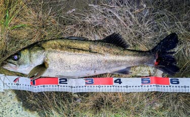 リバーシーバスゲームで62cm頭に良型シーバス3本キャッチ【千葉】流れの変化が肝