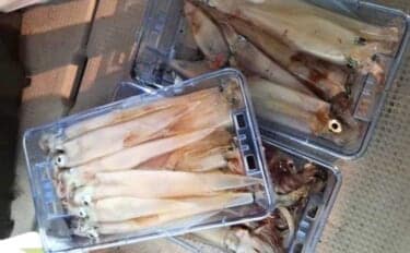 【沖のルアー釣果速報】ヤリイカ半夜便で船中トップ30匹も!三重沖イカメタルが好調(三重)