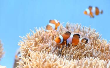 種を超えた信頼関係で成立している「不思議な共生関係」 自然界の美しさを水槽で観察