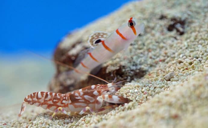 種を超えた信頼関係で成立している「不思議な共生関係」　自然界の美しさを水槽で観察