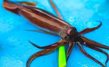富山湾のスルメイカがノッコミ間近か 「スルメタル」で2桁釣果達成!