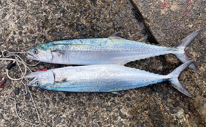 ブレードジグと通常メタルジグを徹底比較　サワラ（サゴシ）が釣れるのはどっち？