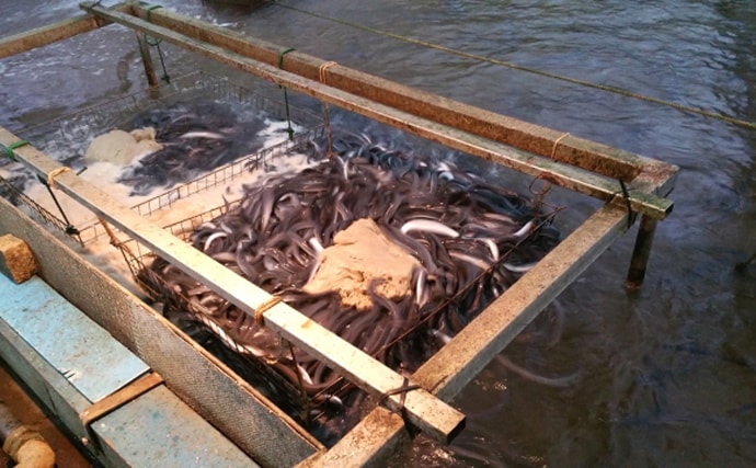 琵琶湖に放流したウナギが美味しくなる理由は「メスになって大きく成長する」から