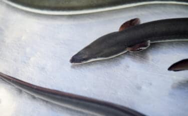 琵琶湖に放流したウナギが美味しくなる理由は「メスになって大きく成長する」から