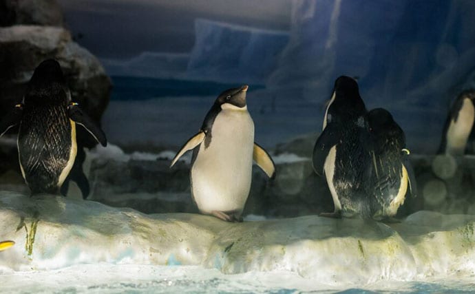意外とどう猛な＜ペンギン＞3選　可愛いだけじゃない＜ペンギン＞の裏の顔とは？