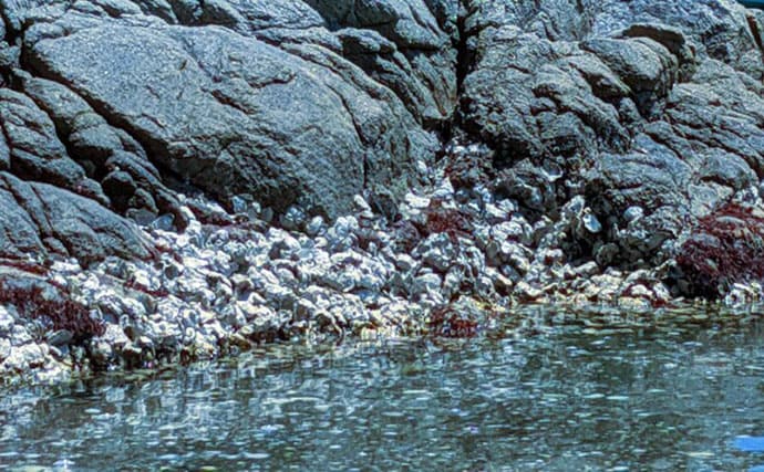 牡蠣は美味しいだけじゃない？　カキ殻に棲みつく様々な海の生き物たちを紹介