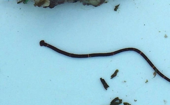 牡蠣は美味しいだけじゃない？　カキ殻に棲みつく様々な海の生き物たちを紹介