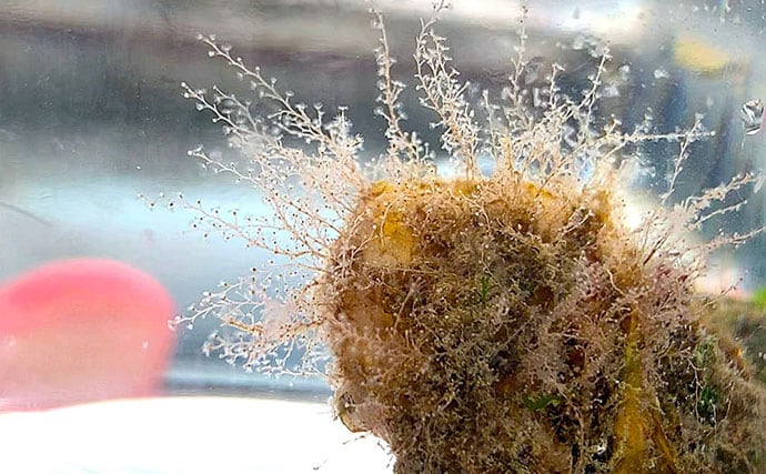 牡蠣は美味しいだけじゃない？　カキ殻に棲みつく様々な海の生き物たちを紹介