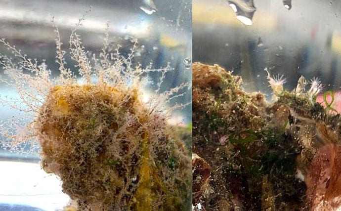 牡蠣は美味しいだけじゃない？　カキ殻に棲みつく様々な海の生き物たちを紹介