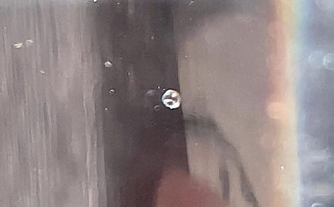 牡蠣は美味しいだけじゃない？　カキ殻に棲みつく様々な海の生き物たちを紹介