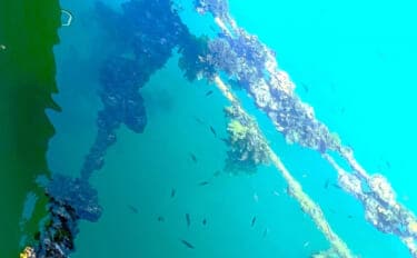 牡蠣は美味しいだけじゃない? カキ殻に棲みつく様々な海の生き物たちを紹介