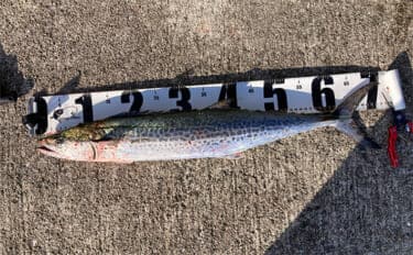 岸和田一文字でのショアジギで71cmサワラ浮上 サゴシにハマチも好反応