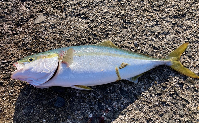 岸和田一文字でのショアジギで71cmサワラ浮上　サゴシにハマチも好反応