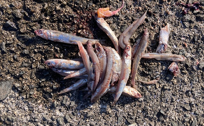 岸和田一文字でのショアジギで71cmサワラ浮上　サゴシにハマチも好反応