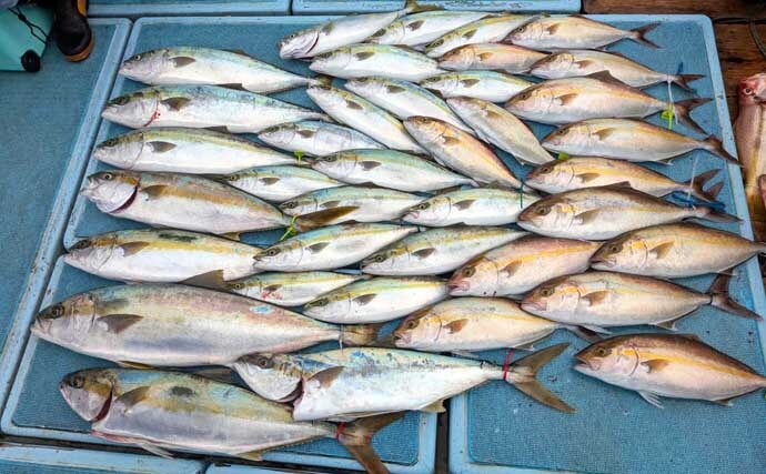 【沖釣り釣果速報】玄界灘の落とし込み釣りでヒラマサ110cm浮上！船中で青物50尾超えも（福岡）