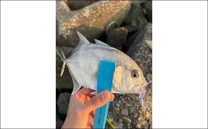 秋のメッキゲームで良型が入れ食い！【和歌山・南紀白浜】ミノー＆ボトムワインドに好反応