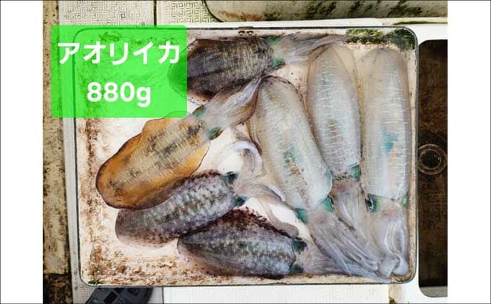 【沖のルアー釣果速報】ティップランでアオリイカ船中23匹！サオ頭は7匹をマーク（三重）