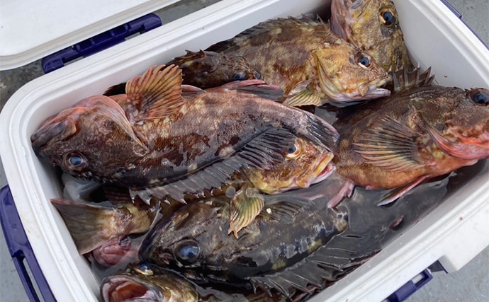 穴釣りで26cm頭に良型カサゴを連打！【三重】釣った魚の内蔵をエサにしたら大正解だった