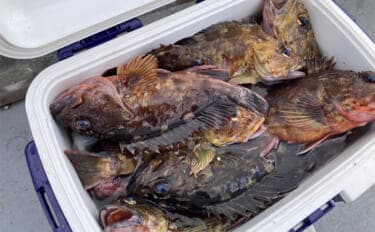 穴釣りで26cm頭に良型カサゴを連打!【三重】釣った魚の内蔵をエサにしたら大正解だった