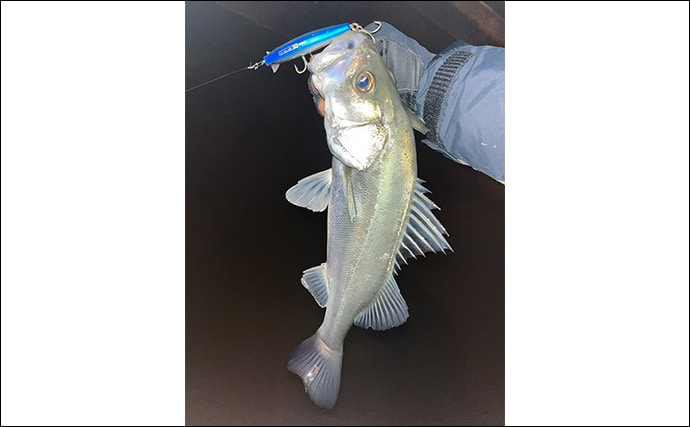 気温1℃「極寒」ナイトシーバスゲームで良型シーバス浮上！　セイゴサイズは連発