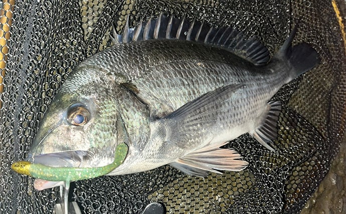 気温1℃「極寒」ナイトシーバスゲームで良型シーバス浮上！　セイゴサイズは連発