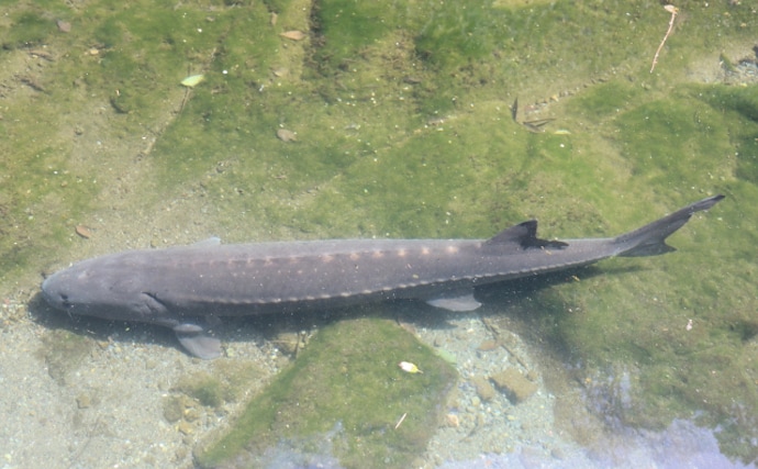 チョウザメはキャビアだけじゃなかった？　刺身は旨味十分で美容にも良し！