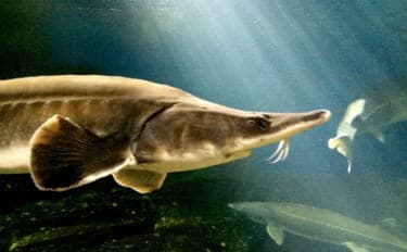 チョウザメはキャビアだけじゃなかった? 刺身は旨味十分で美容にも良し!