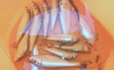 碧南海釣り広場のサビキ釣りでサッパ爆釣!【愛知】ヒイラギ&セイゴも登場