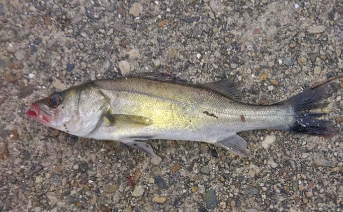 碧南海釣り広場のサビキ釣りでサッパ爆釣!【愛知】ヒイラギ&セイゴも登場