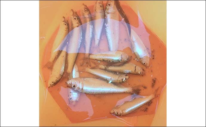 碧南海釣り広場のサビキ釣りでサッパ爆釣!【愛知】ヒイラギ&セイゴも登場