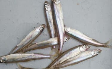 「朝から入れ食いで606尾！」精進湖のボートワカサギ釣りが好調継続【山梨】