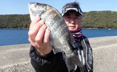 春の乗っ込みチヌ釣果が上向きか【熊本】波止フカセ釣りで30cm級を連打