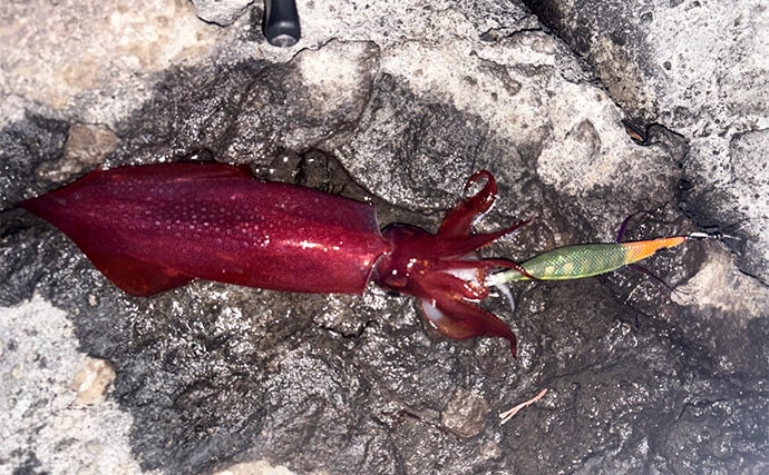 低水温の伊豆エリアでエギング釣行【静岡】ケンサキイカ混じりで本命アオリ手中！