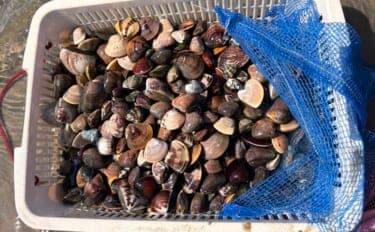 三河湾の潮干狩りでアサリとハマグリ採取に成功【東幡豆潮干狩り場】今年はアサリが優勢か?