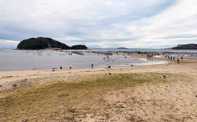 三河湾の潮干狩りでアサリとハマグリ採取に成功【東幡豆潮干狩り場】今年はアサリが優勢か？