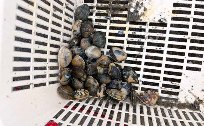 三河湾の潮干狩りでアサリとハマグリ採取に成功【東幡豆潮干狩り場】今年はアサリが優勢か？