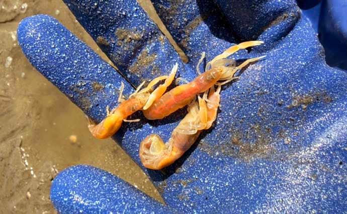 三河湾の潮干狩りでアサリとハマグリ採取に成功【東幡豆潮干狩り場】今年はアサリが優勢か？