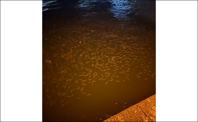 「見えているアジは釣れない？」 アジングにおける釣れない見えアジ対処法