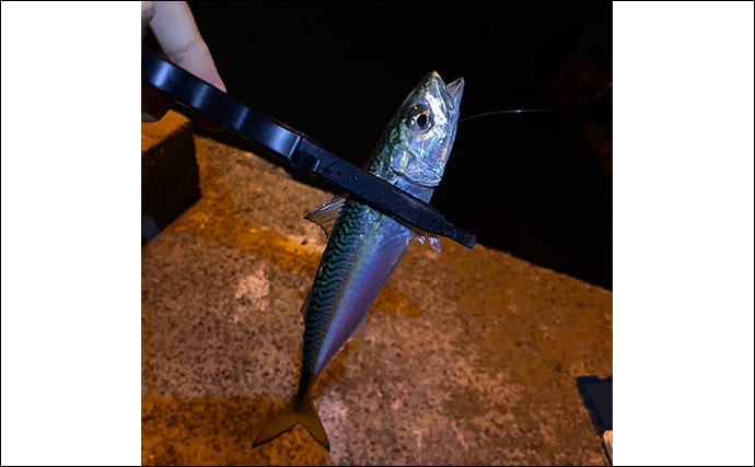 「見えているアジは釣れない？」 アジングにおける釣れない見えアジ対処法