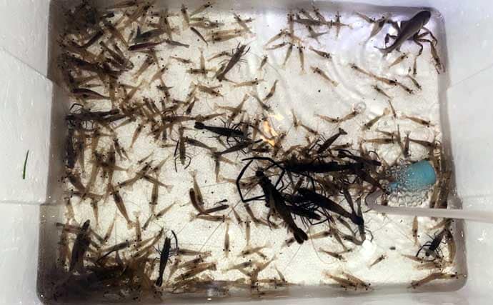 夜の落とし込み釣りでクロダイにスズキをキャッチ！【愛知】活きエビにヒット